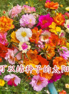 耐热好养大花结籽多层庭院枝条