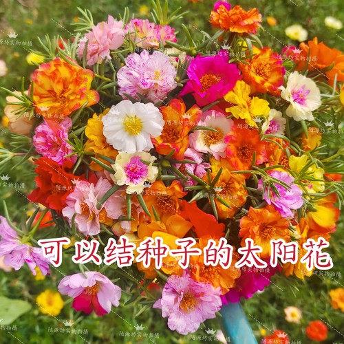 耐热好养大花结籽多层庭院枝条