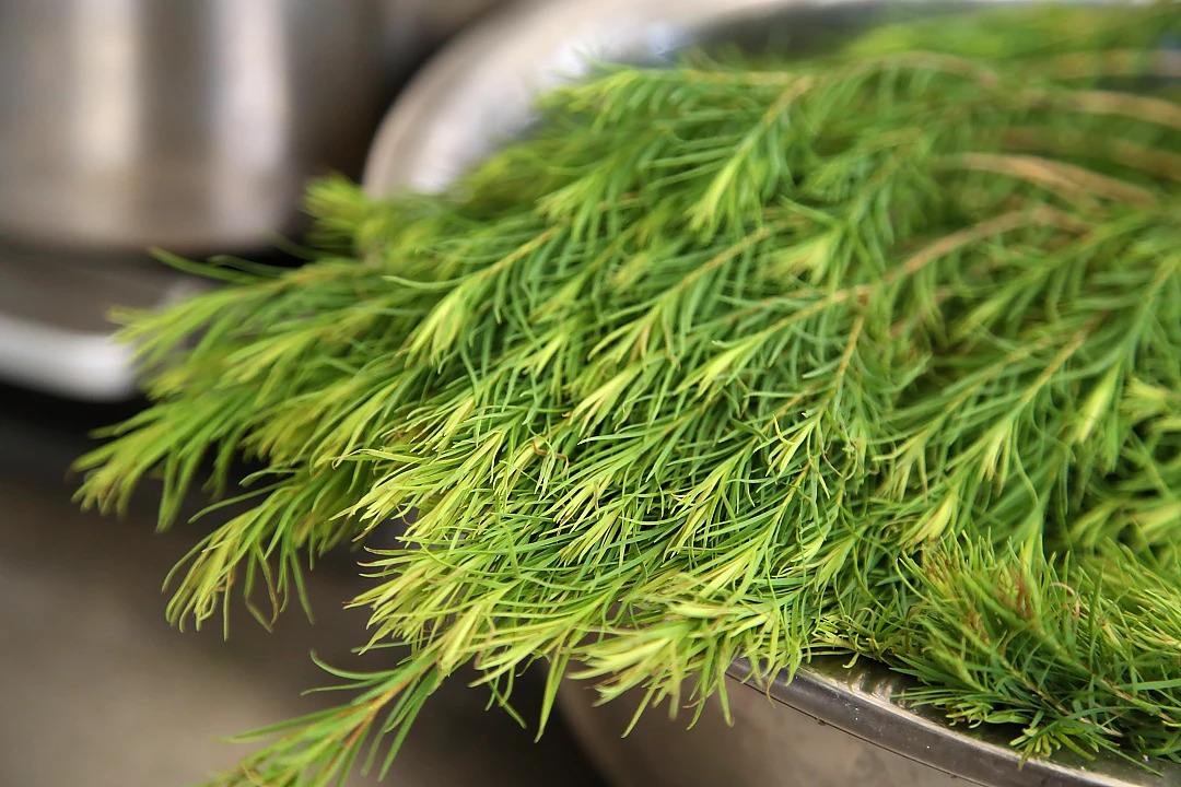 战痘楷模「拾璟年」茶树纯露 控油抑痘淡印清洁毛孔满3包邮