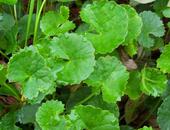 包邮 抗衰安肤满3 淡痘印痘疤修复保湿 「拾璟年」积雪草纯露