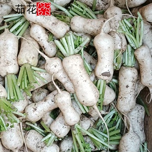新鲜朝鲜族青年萝卜小伙子萝卜去半叶韩国小萝卜泡菜萝卜全年供货