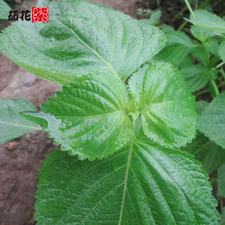 新鲜苏子叶紫苏叶现摘现发韩国烤肉配菜250g每份90片青岛发货免邮