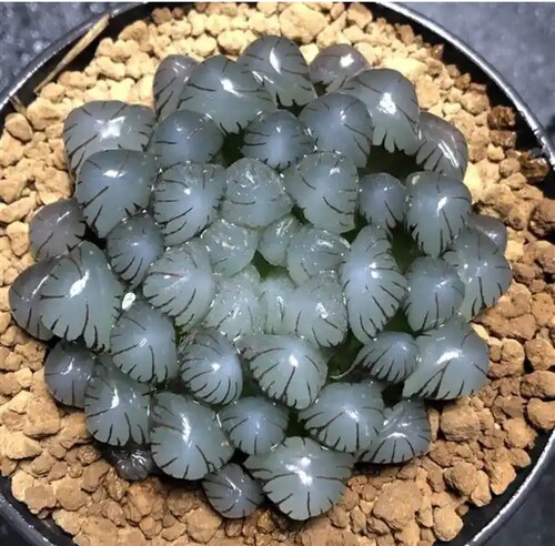 潘氏冰灯优选OB1紫肌大开窗泛金属光玉露十二卷多肉植物一物一拍