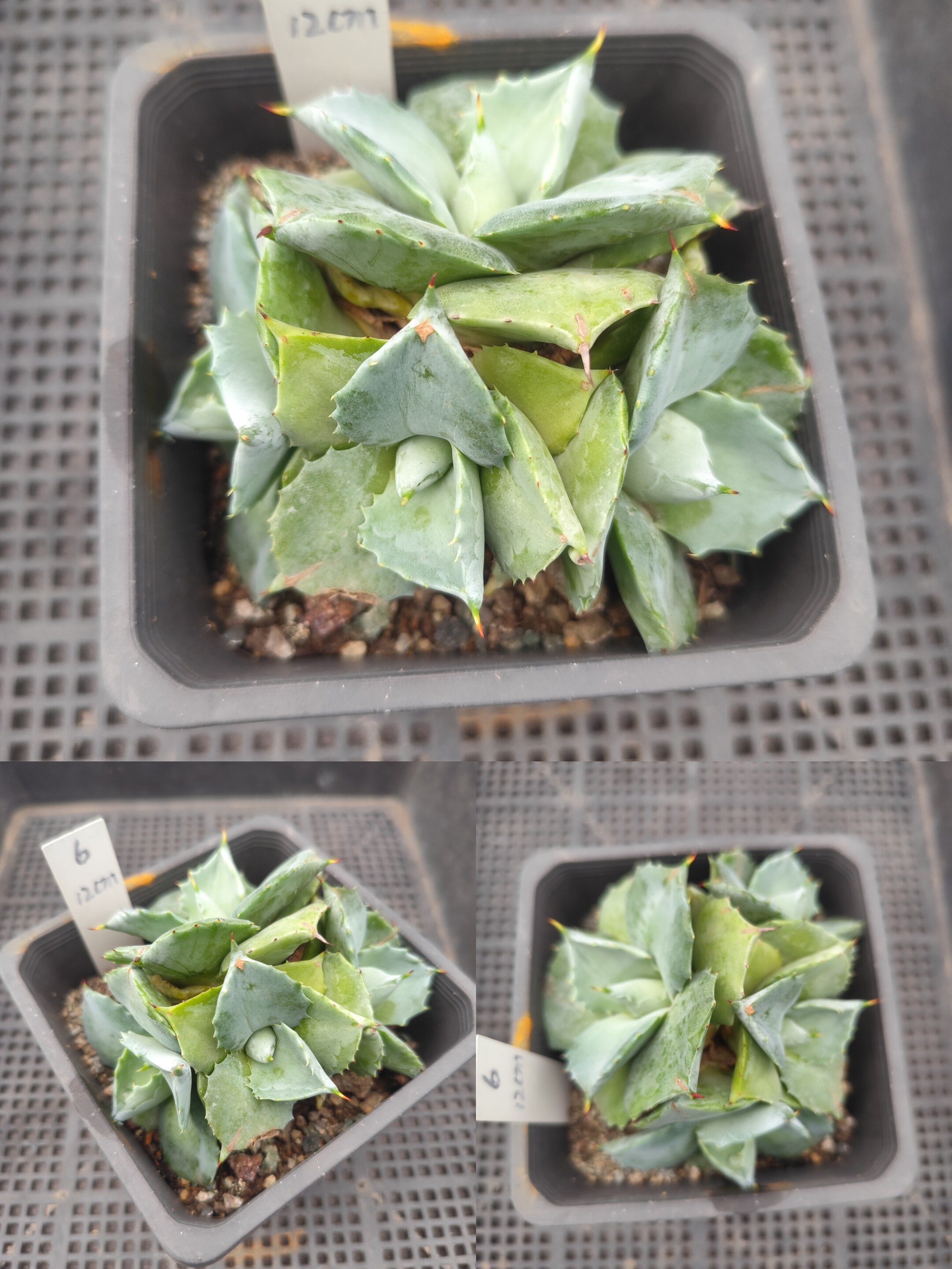 王妃雷神龙舌兰多肉植物一物一拍新手好养懒人绿植喜光耐旱防辐射