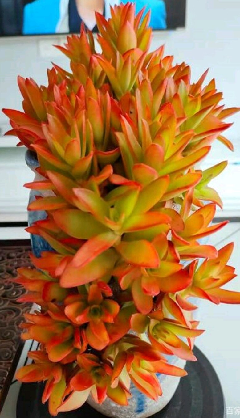 火祭炬红叶祭红色多肉植物一物一拍悬崖飘枝造型老桩办公室内盆栽