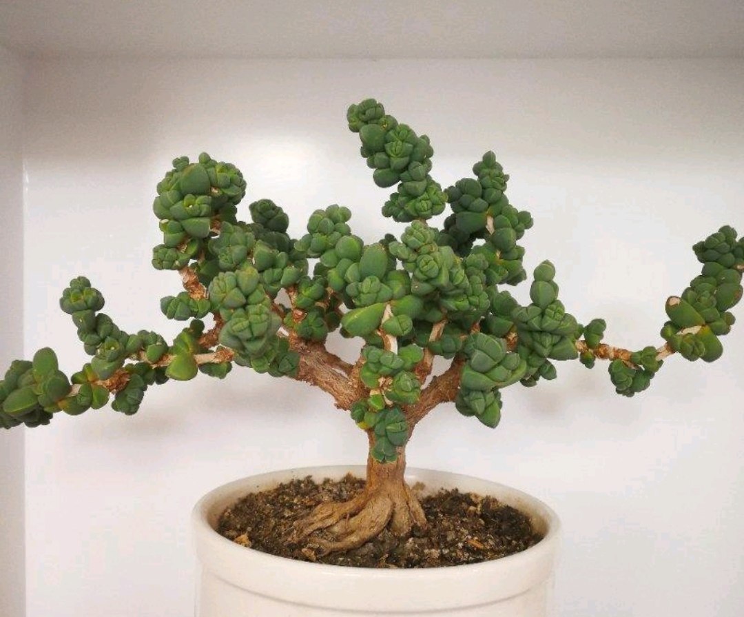 鹿角海棠多年控养木质化老桩多肉植物一物一拍盆景栽造型绿植花卉