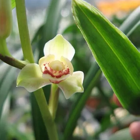 花卉国兰兰花国兰建兰 水晶皇梅 带叶碟 盆栽 客厅 绿植 花卉