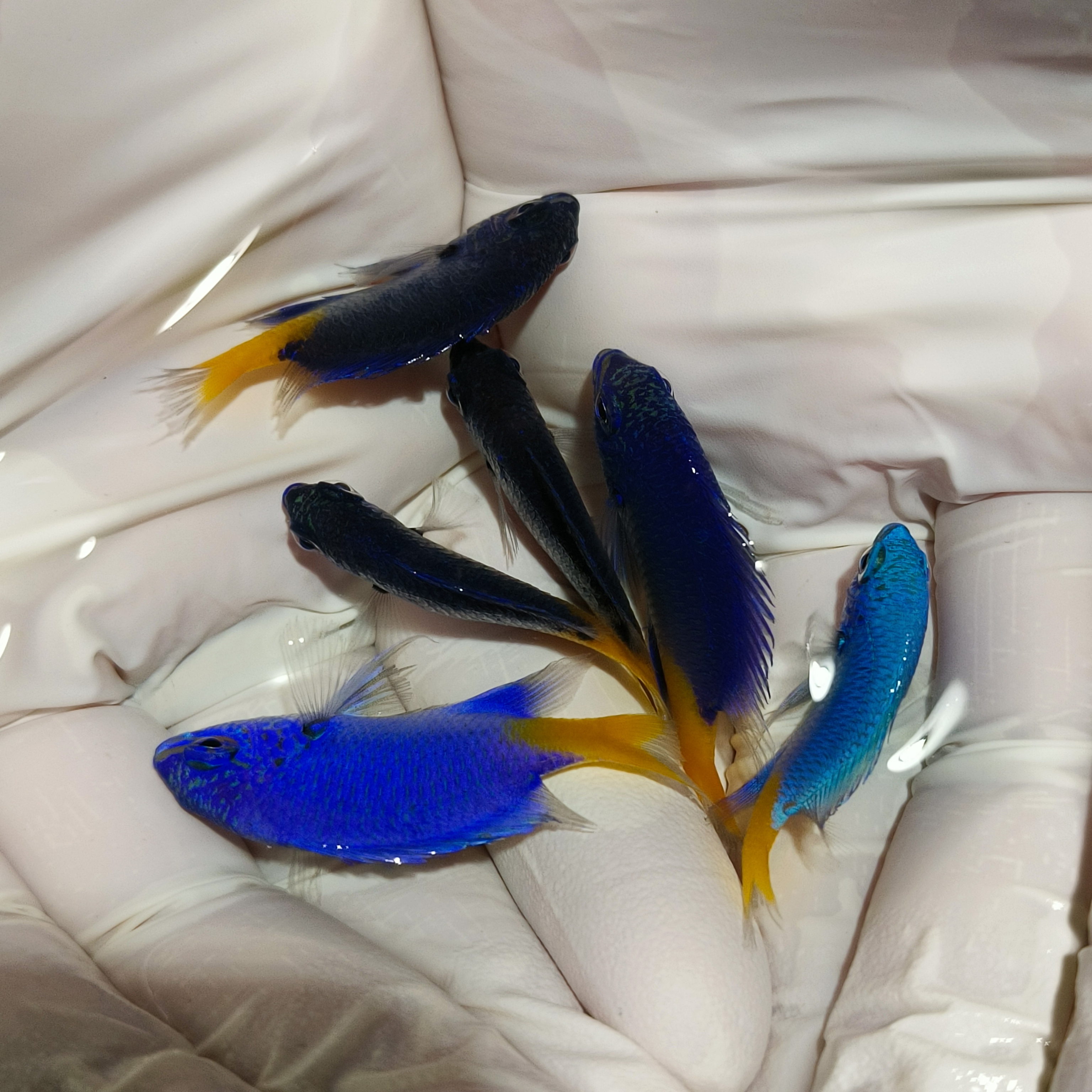 黄尾蓝魔蓝魔雀鲷观赏鱼黄肚