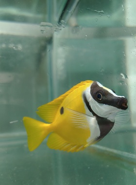 那片海 黄狐狸分纯黄和带黑点两种海水鱼活体观赏鱼海缸宠物鱼