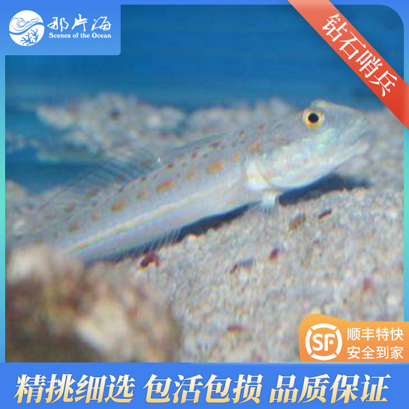 十年老店 那片海 钻石哨兵翻沙高手活体海水鱼顺丰发