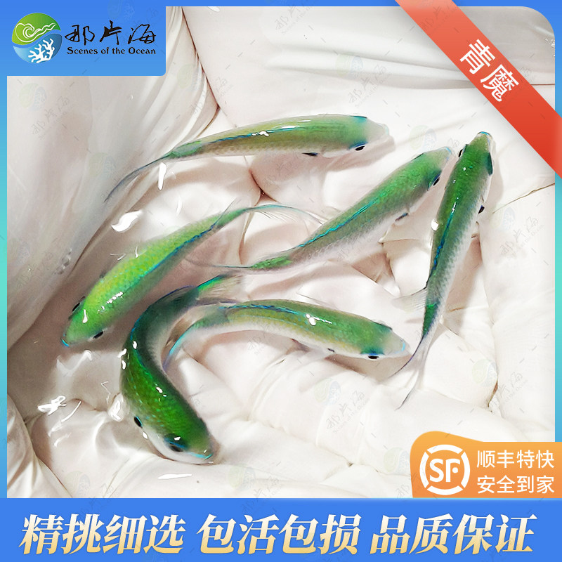 那片海海水鱼青魔青么鱼优质水族海洋生物皮实好养顺丰发货