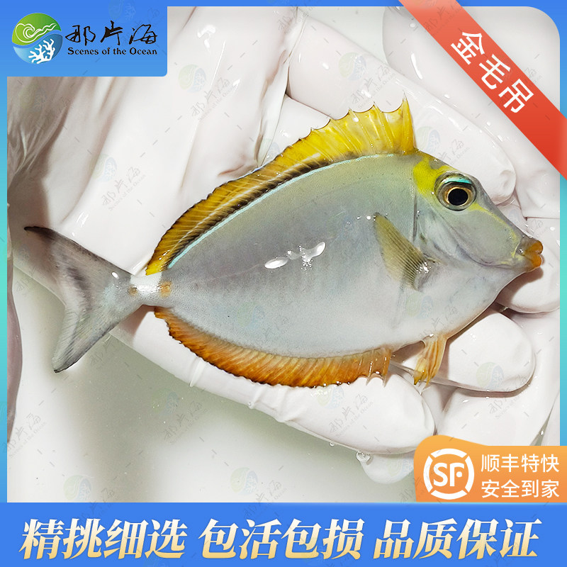 那片海 金毛吊海水鱼观赏鱼活体顺丰包活包损海洋宠物