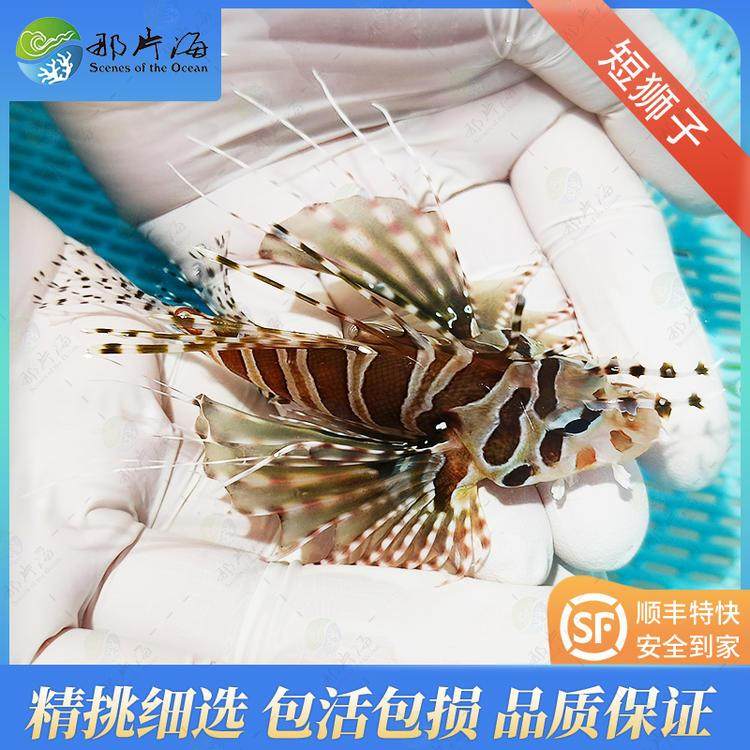 那片海短须狮子鱼海水鱼观赏鱼活体宠物 顺丰发货,宠物/宠物食品及用品,鱼,淘宝优惠券,粉丝福利购,淘宝优惠卷