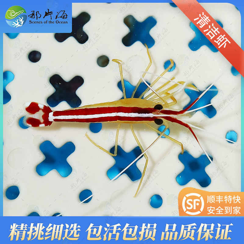 那片海清洁虾吃藻海水活体宠物海洋生物 顺丰包活包损