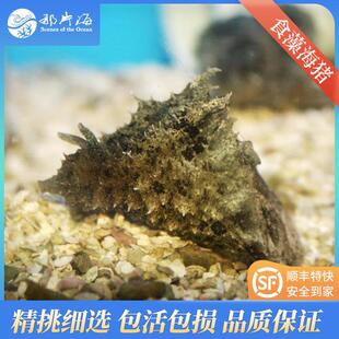 食藻海猪吃藻海水鱼观赏鱼宠物活体 顺丰特快发货