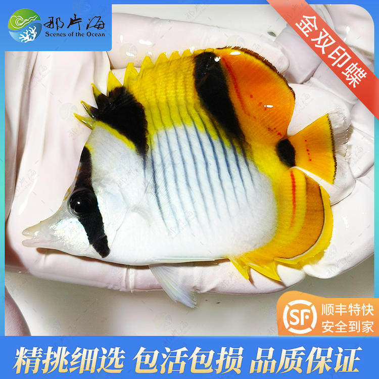 那片海 金双印鲽鱼海水鱼观赏鱼活体宠物顺丰发货