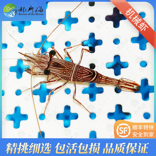 机械虾海水宠物虾那片海