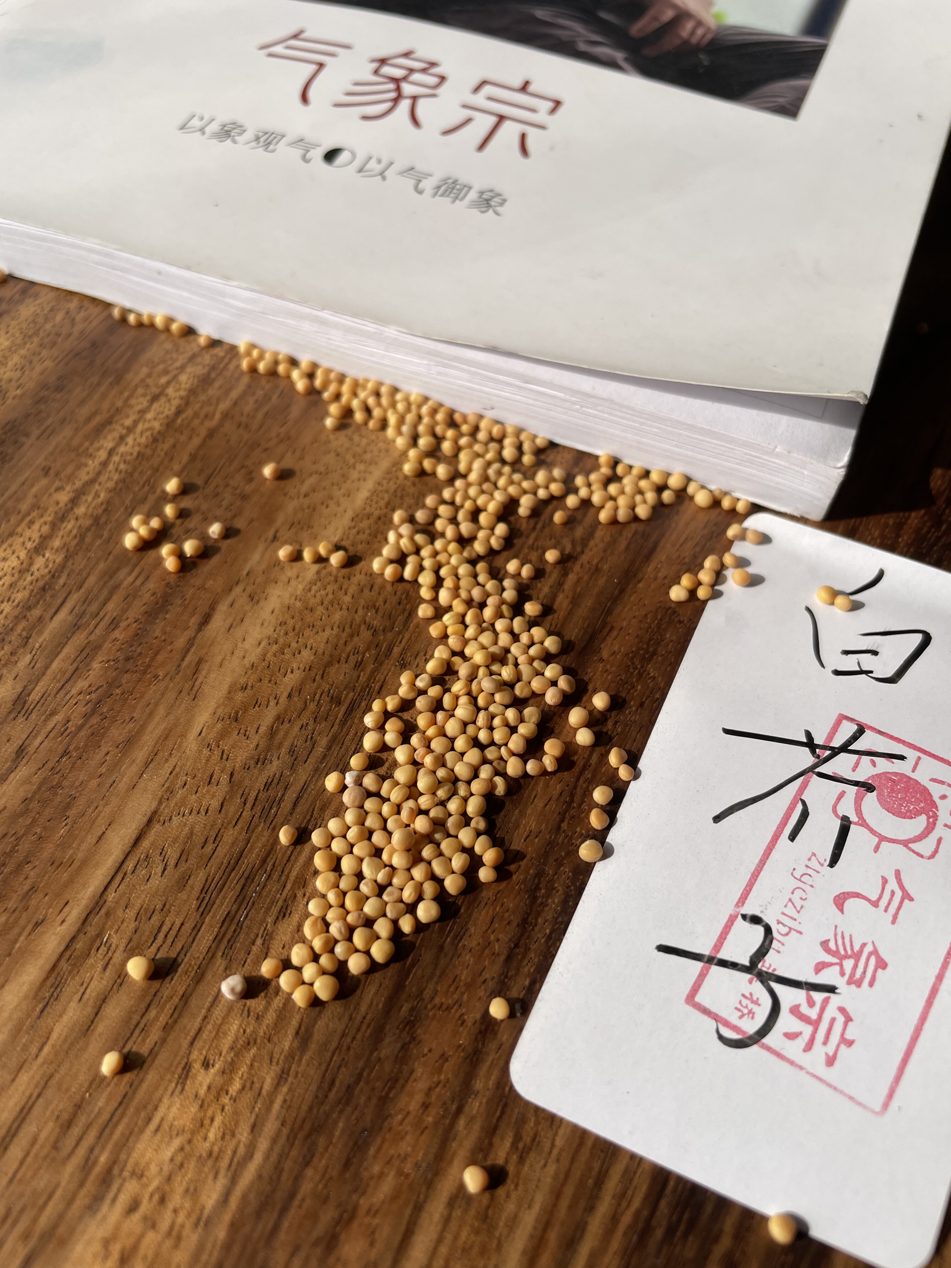 倪师推荐三子亲养汤用中药材正品白芥子 白介子 辣菜子 芥菜子