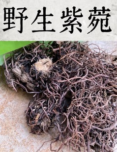 款 紫苑野生紫菀款 整株 返魂草紫莞地道 甘肃天水破冬花 冬花