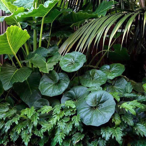 大叶吴风草庭院户外花境植物