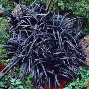 黑麦冬黑龙麦冬草盆栽户外花园庭院耐寒耐热四季常青好养花境植物