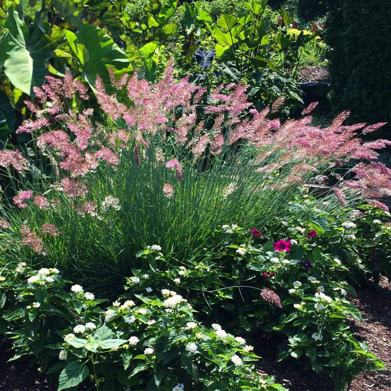 蜜糖草坡地毛冠草多年生草花卉耐热耐寒绿植户外花园庭院花境植物