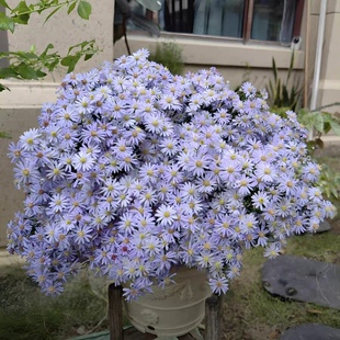 荷兰菊小卡罗紫菀盆栽阳台花园庭院耐热耐寒花卉多年生花期长植物