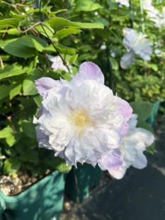 铁线莲盆栽苗维罗妮卡的选择