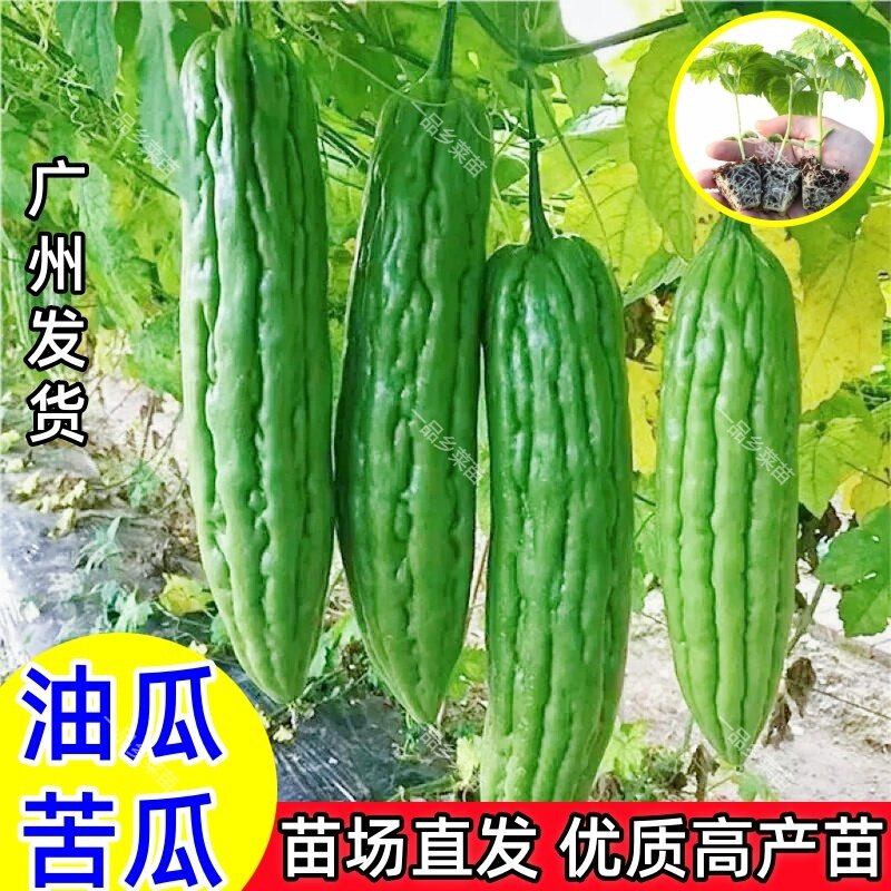 大肉油绿苦瓜苗油瓜苦瓜秧苗