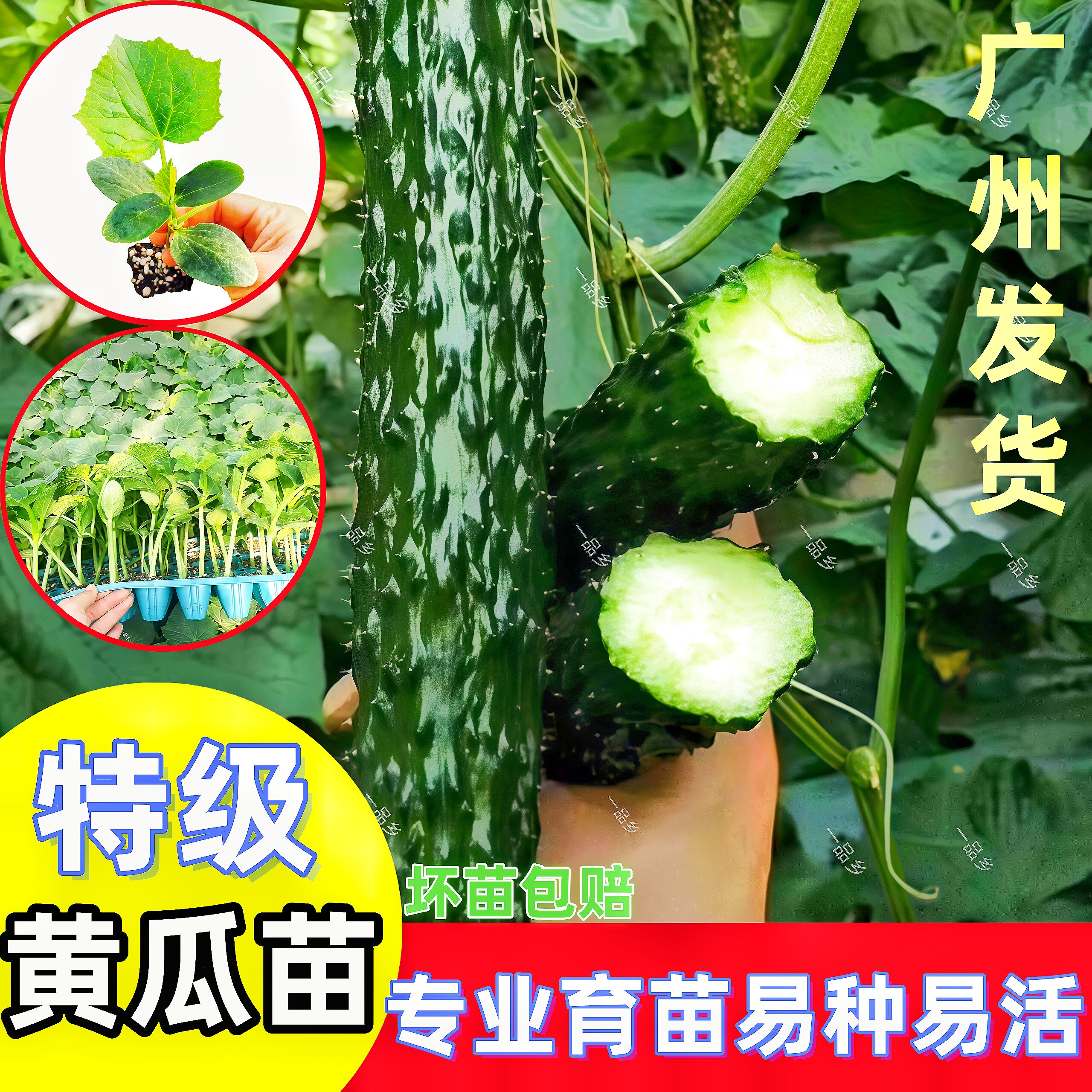 青瓜苗绿心黄瓜秧阳台蔬菜苗秧苗盆栽刺青瓜苗绿心水果优质黄瓜苗