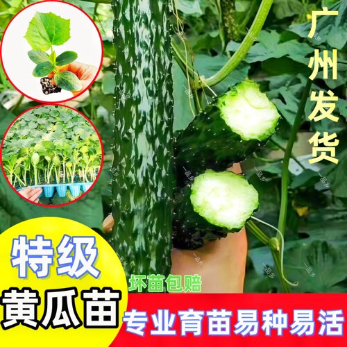 青瓜苗绿心黄瓜秧优质黄瓜苗