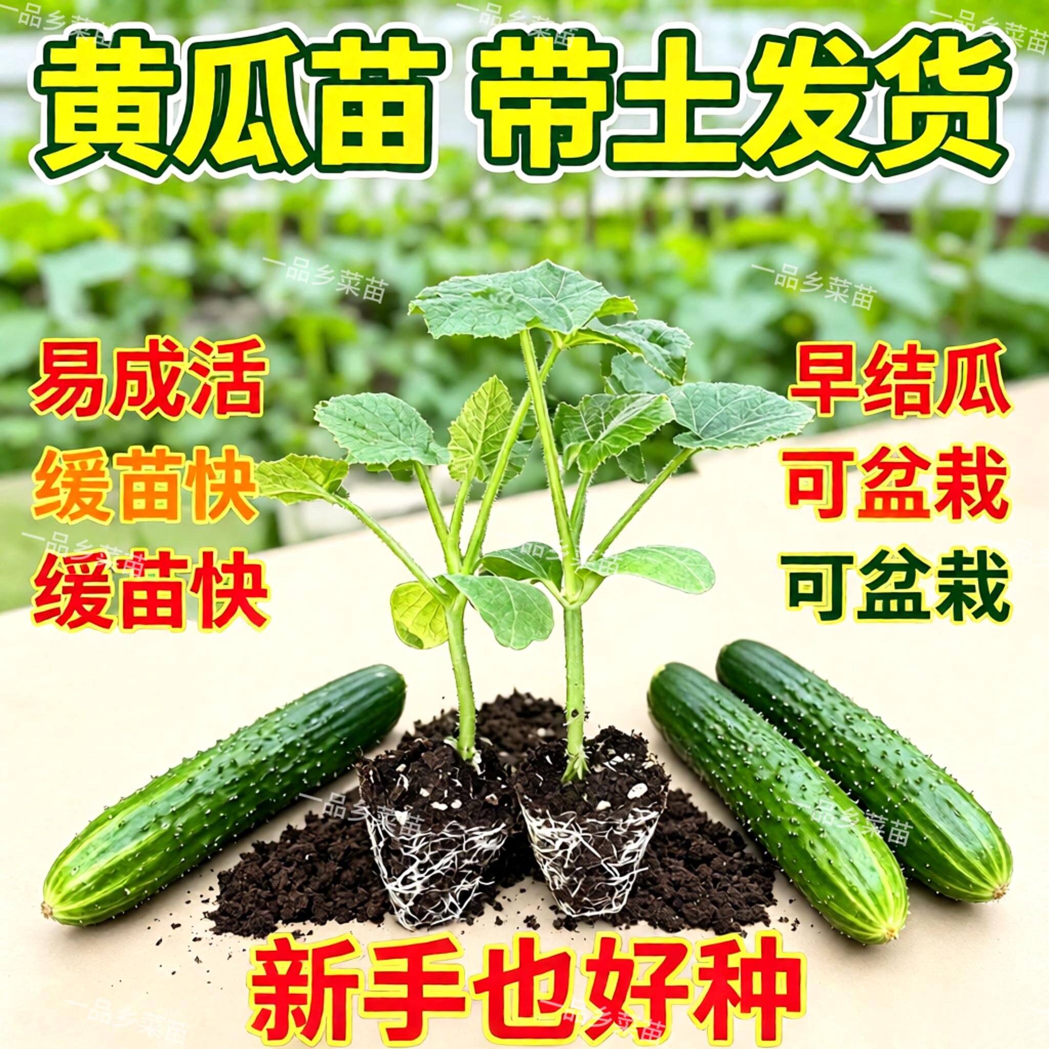 水果黄瓜苗黄瓜苗四季种植