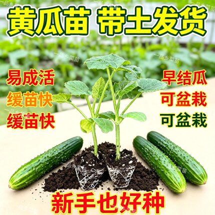 广东水果黄瓜苗黄瓜苗秧高产抗病四季种植成活率高带泥发货阳台