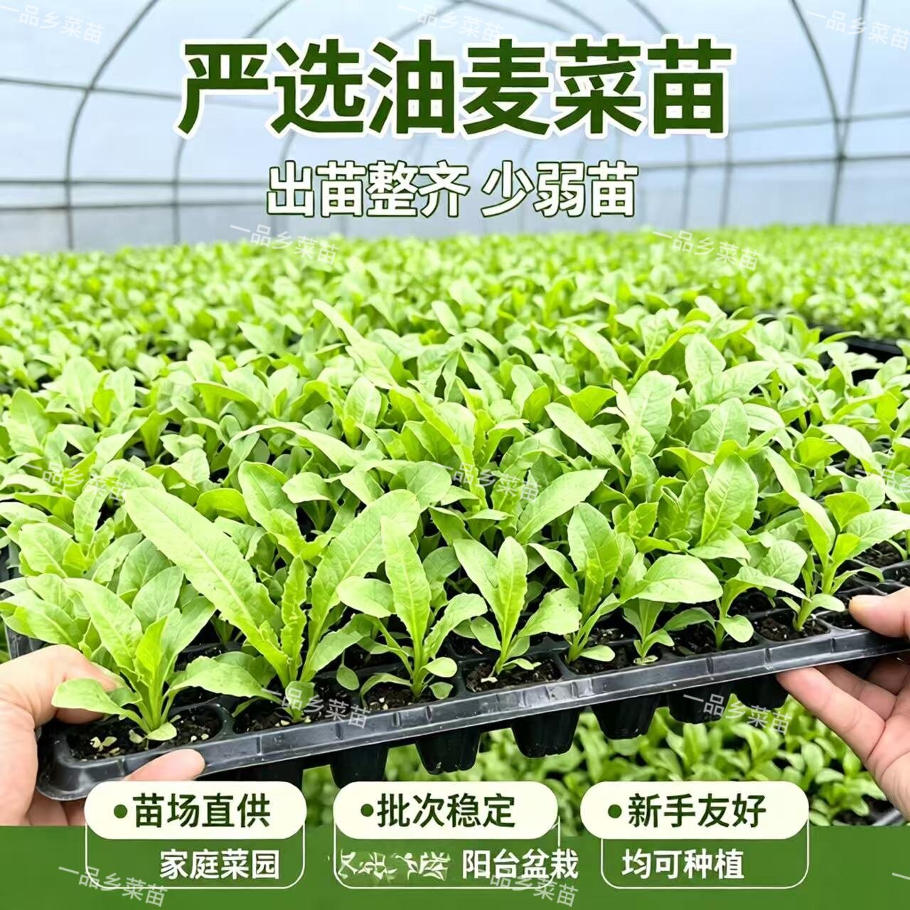 麦菜苗香麦秧苗苦麦苗四季蔬菜秧