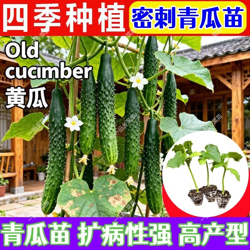 优质刺青瓜苗绿心黄瓜秧苗耐热抗病易种高产阳台庭院密刺大黄瓜苗