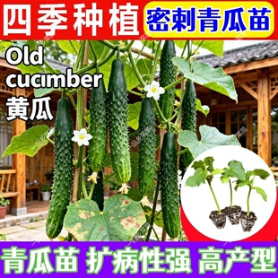 优质刺青瓜苗绿心黄瓜秧苗耐热抗病易种高产阳台庭院密刺大黄瓜苗