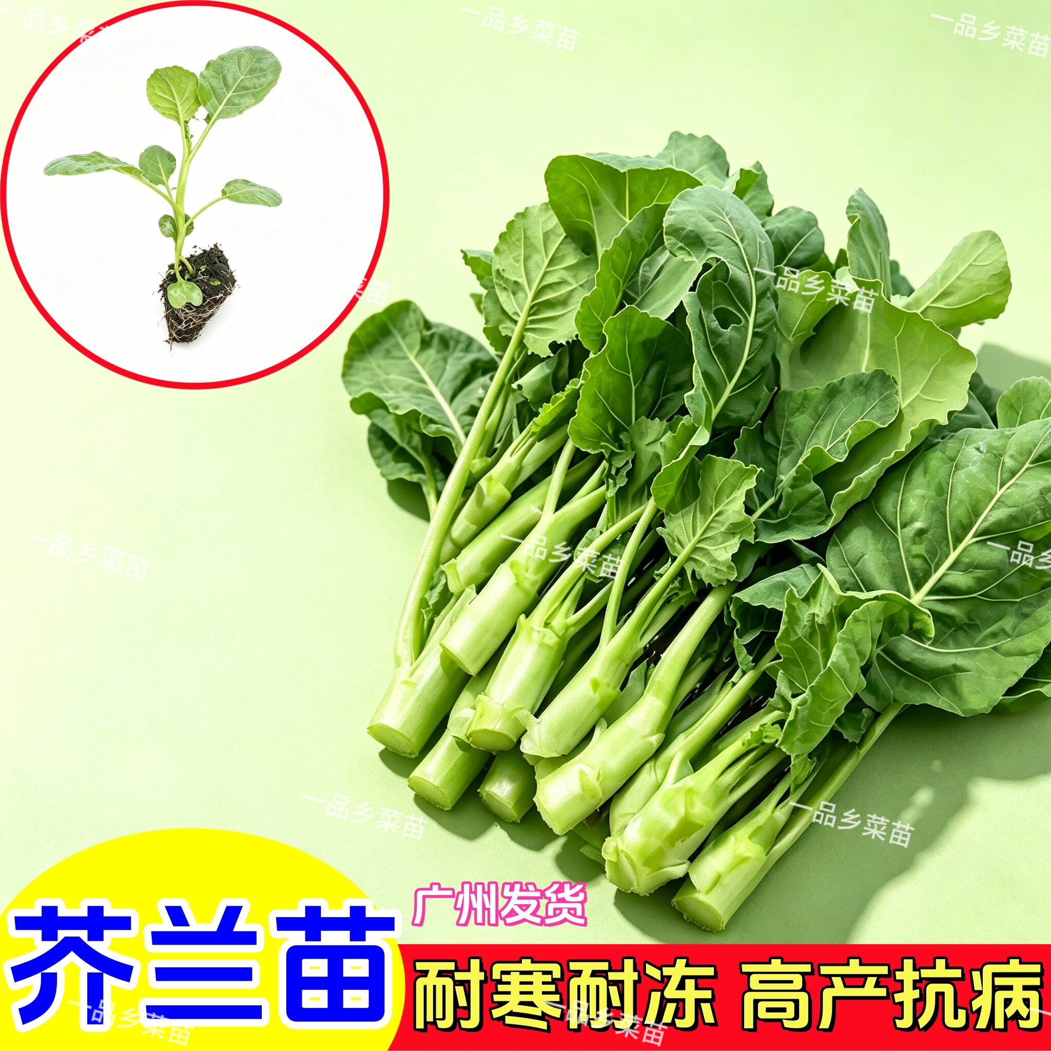 芥兰苗芥兰秧苗当季种植芥蓝菜秧