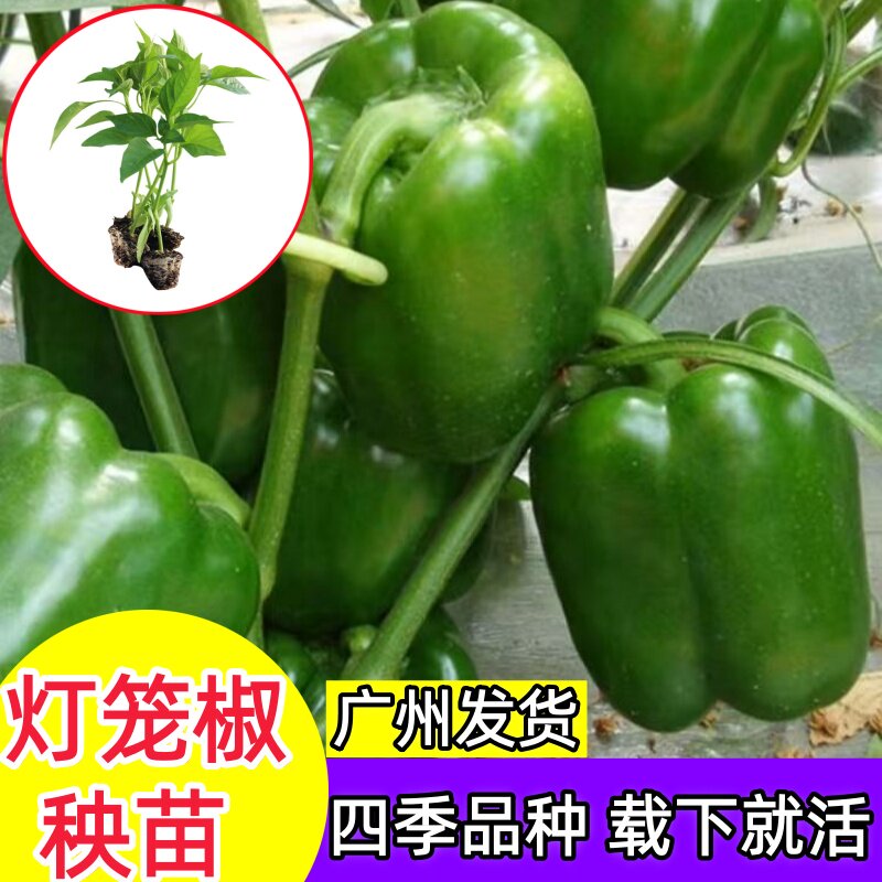 灯笼椒苗绿甜椒苗圆椒青椒秧苗高产抗病不辣的辣椒苗青椒新鲜盆栽