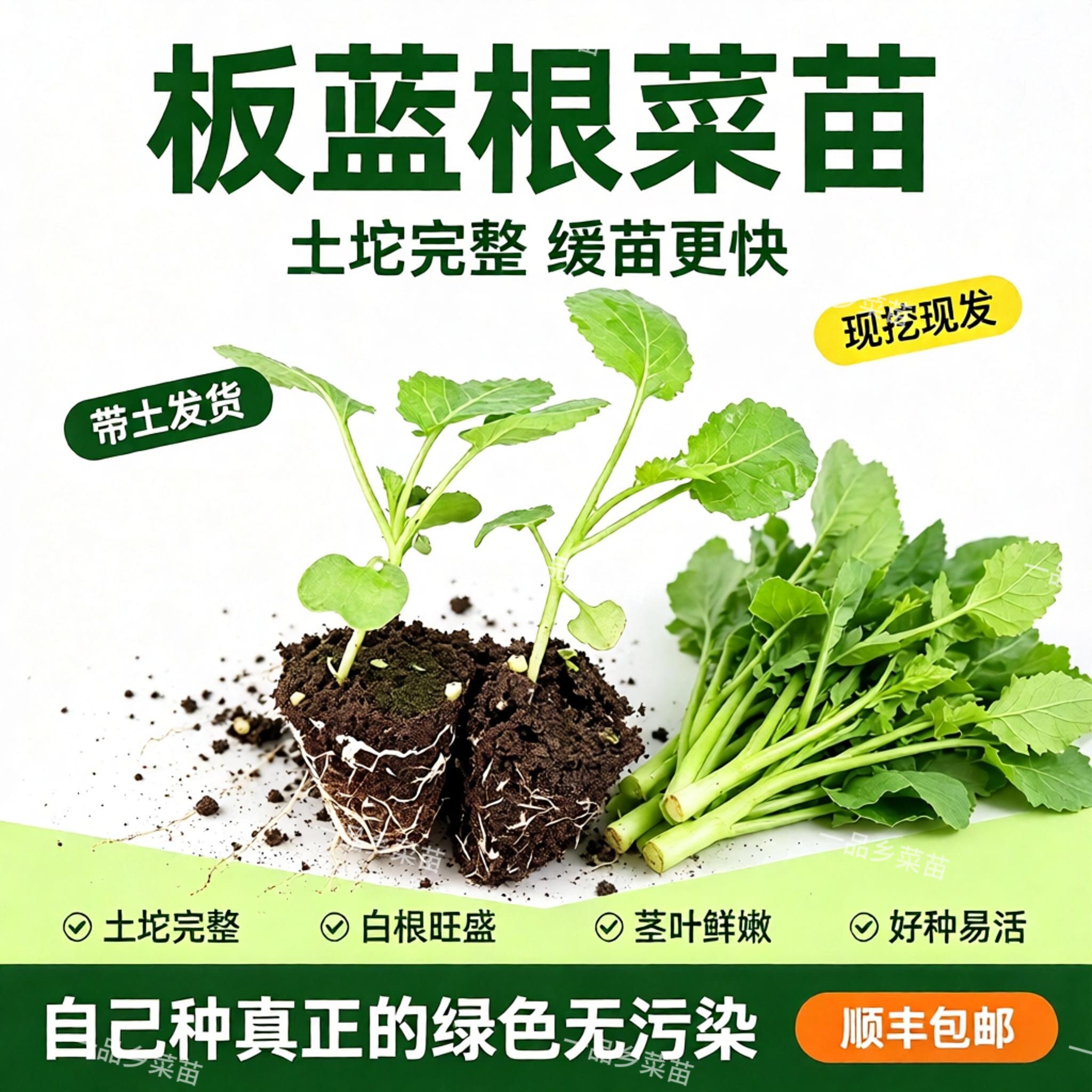 板兰根苗板兰根青菜秧苗蔬菜苗