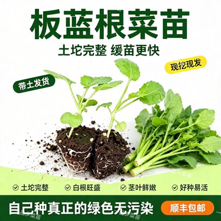 广东板兰根苗板兰根青菜秧苗当季蔬菜苗秧现拔脆嫩爽滑带土蔬菜苗