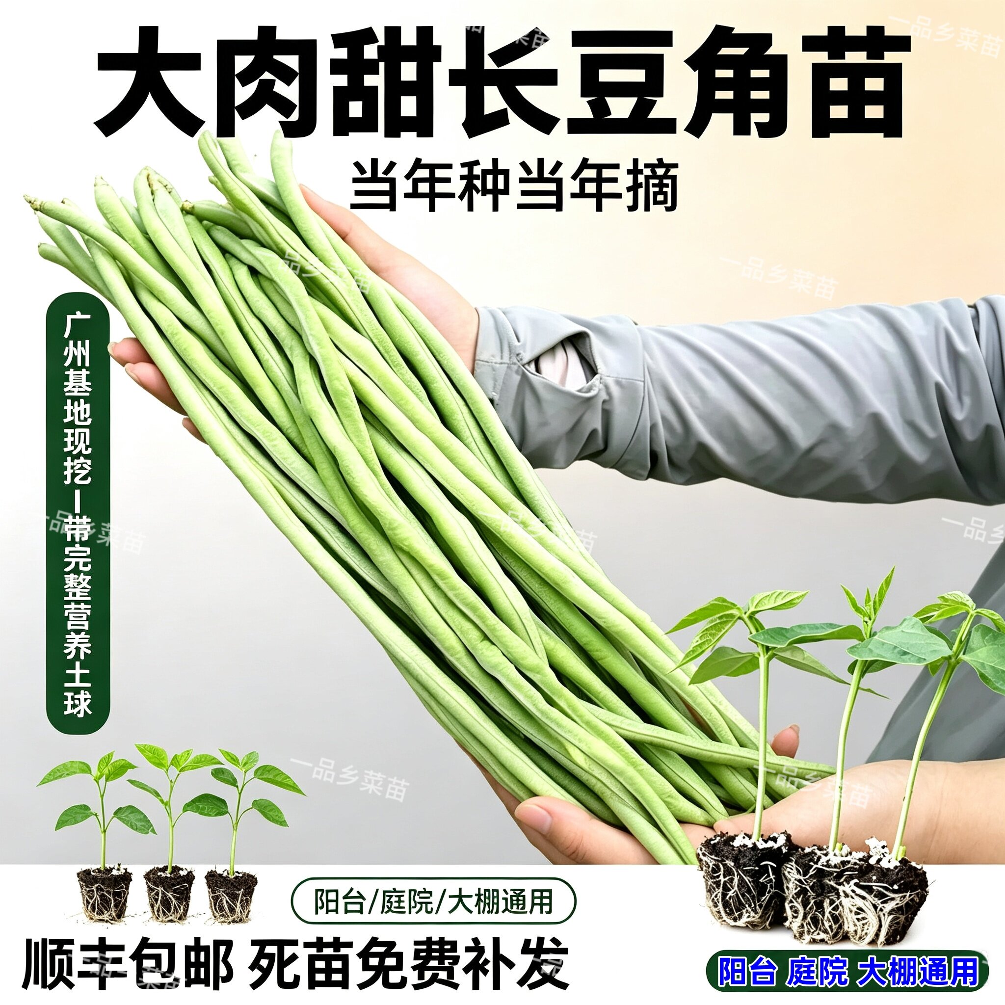 大肉长豆角苗带土球甜豆角蔬菜苗