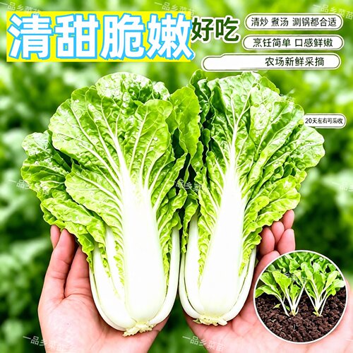 快菜苗四季奶油小白菜苗蔬菜苗
