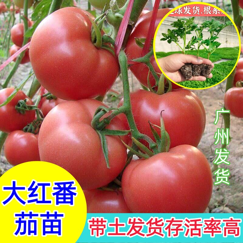 大红番茄苗西红柿苗红果番茄秧苗
