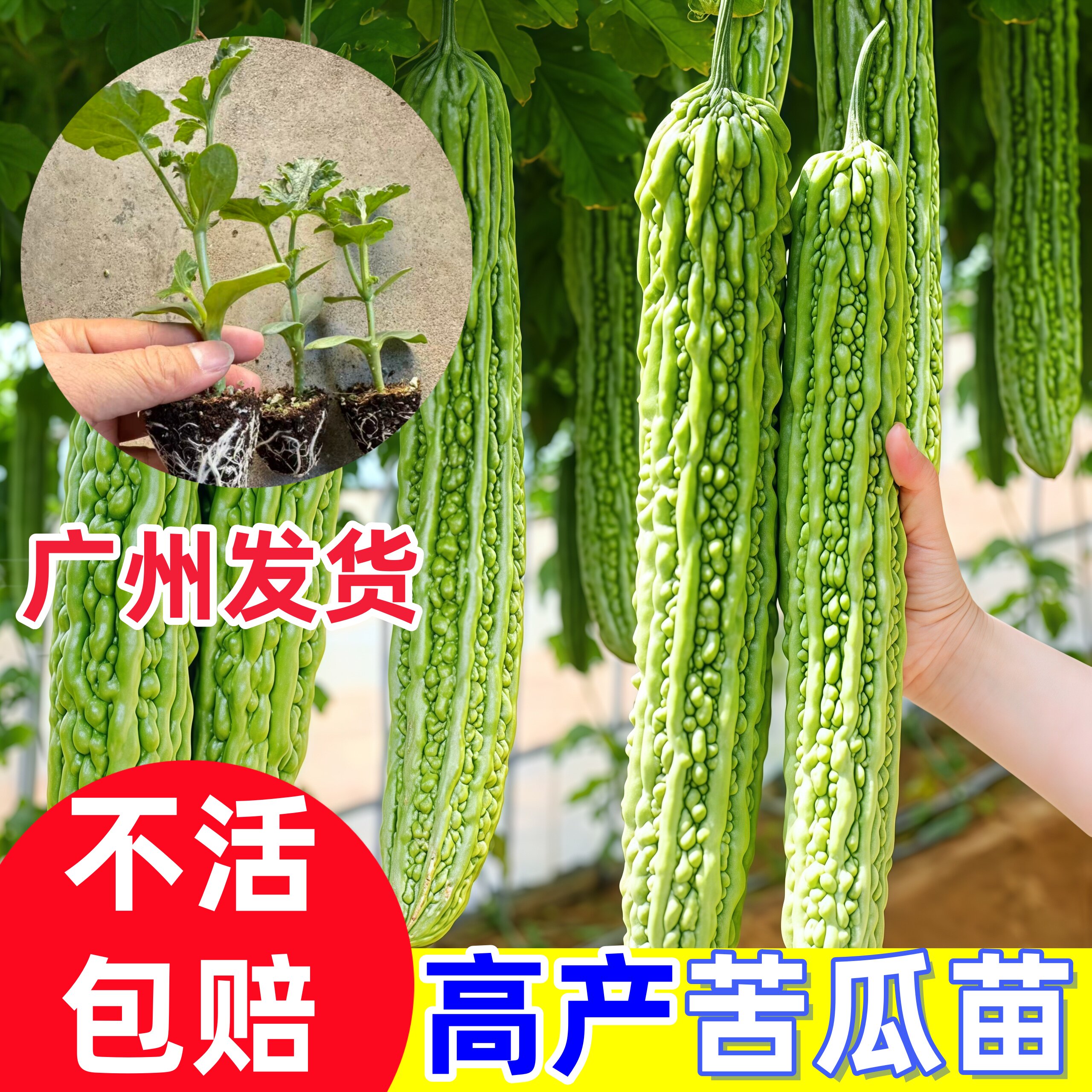 广东苦瓜苗巨丰高档假珍珠凉瓜秧苗高产绿苦瓜秧当季易种带土发货