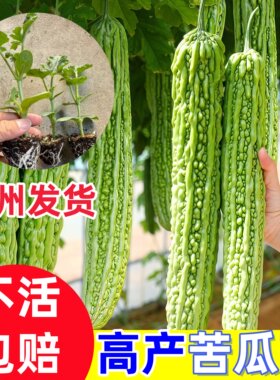 苦瓜苗高产绿苦瓜带土发货凉瓜苗