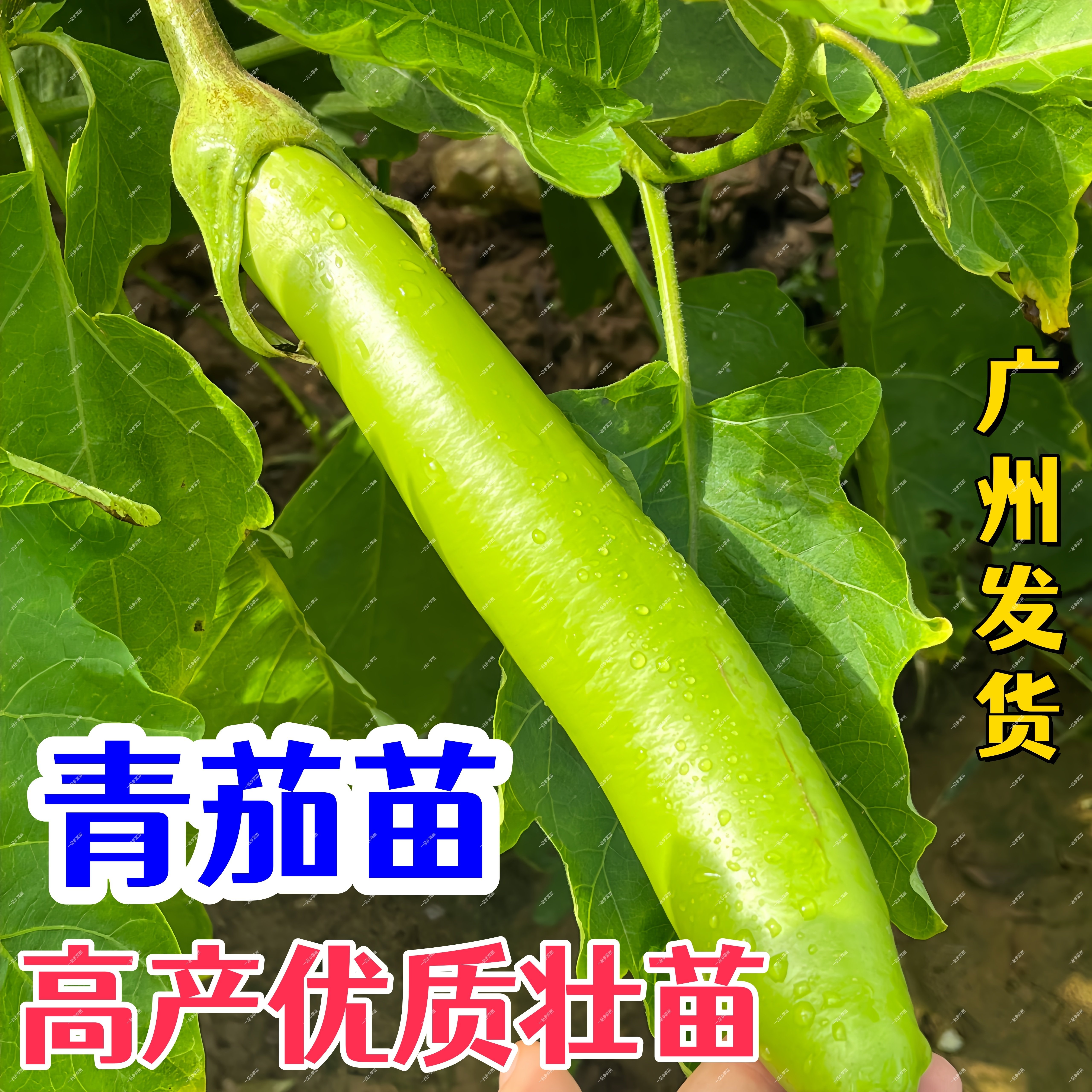 高产绿皮青茄子苗秧青茄子苗