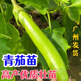 青茄子苗四季茄子苗长茄秧苗阳台盆栽杭茄带土高产绿皮青茄子苗秧