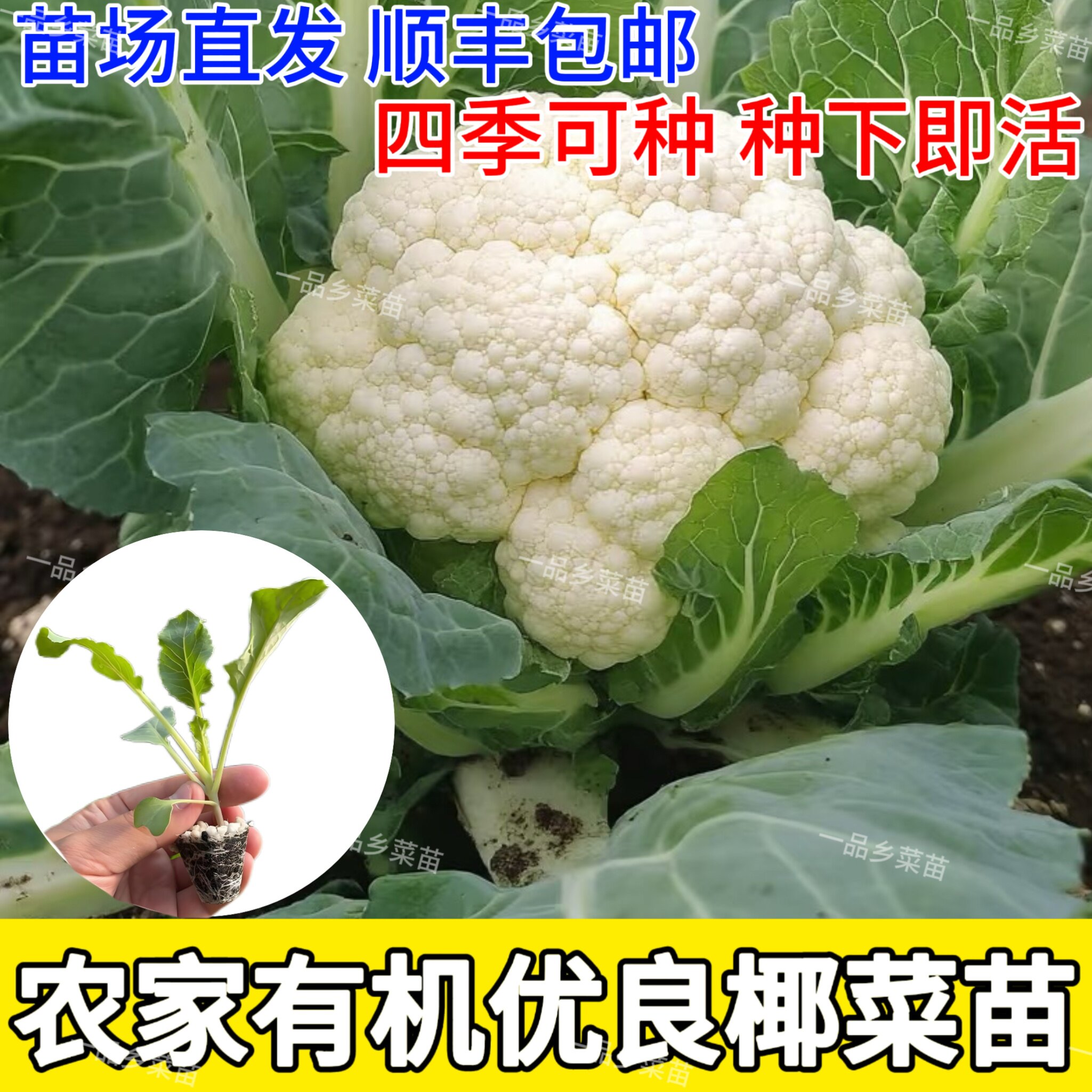 秋季椰菜花苗菜花苗秧盆栽庭院