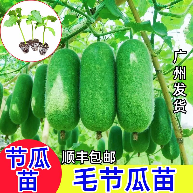 绿皮毛节瓜小冬瓜种苗东瓜早熟春季苗带土阳台盆栽迷你冬瓜节瓜苗