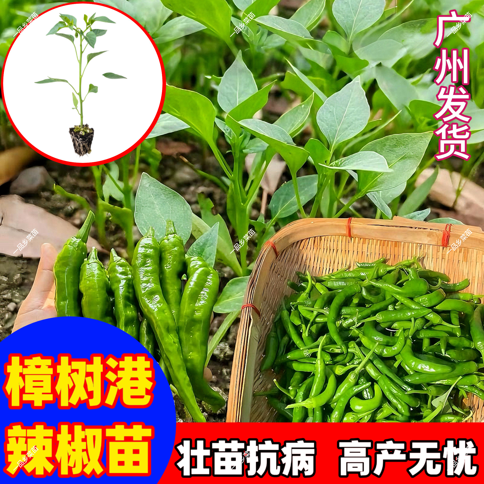 湖南樟树港辣椒秧苗发财椒苗